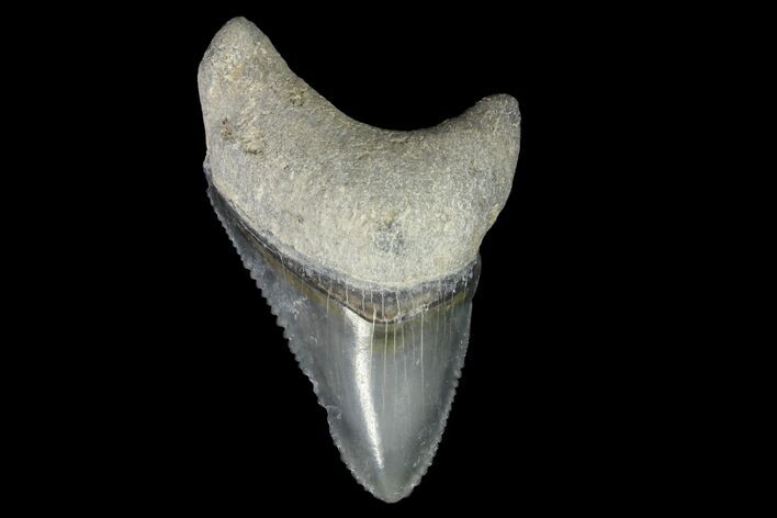 Serrated, Baby, Pathalogical Megalodon Tooth - Florida #145112